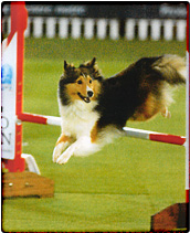 愛犬ケイ・アジリティー世界大会にて