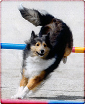 愛犬あられ・アジリティー大会(福岡)にて